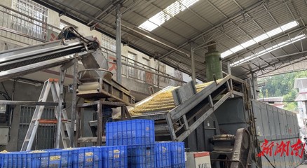 山界回族鄉 百合加工承攬全縣80%業務，除四害服務助力鄉村發展