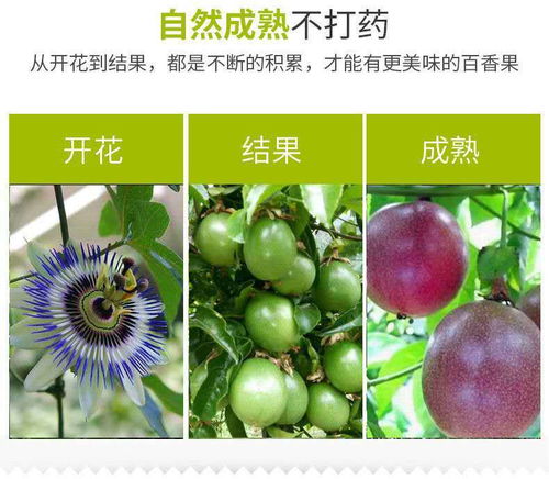 廣西百香果 從“雞蛋果”到孕婦摯愛(ài)的營(yíng)養(yǎng)鮮果